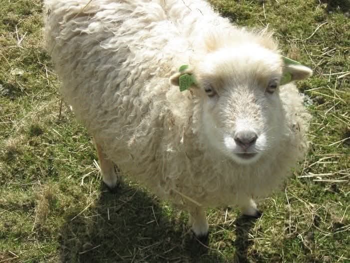 Wit Ouessant schaapje